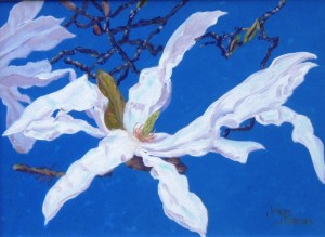 Magnolia Stellata study 1