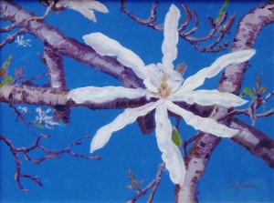 Magnolia Stellata study 2