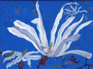 Magnolia Stellata study 3